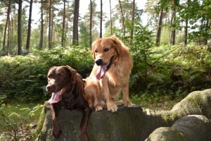 Wilson und Vitu - Golden Retriever und Labrador